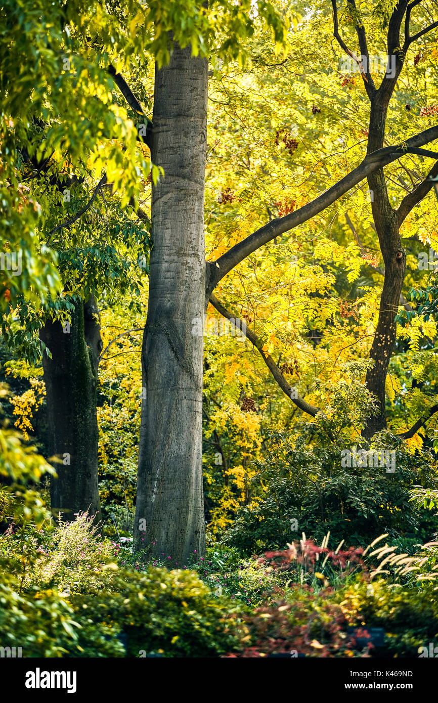 Autumn at the Royal Botanical Garden. Madrid. Spain. Stockfoto