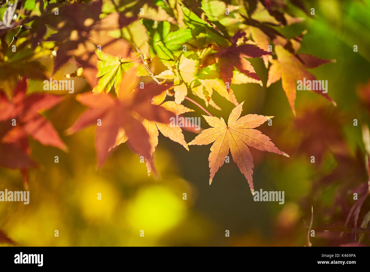 Acer Palmatum  in autumn at The Royal Botanical Garden. Madrid. Community of Madrid. Spain Stockfoto