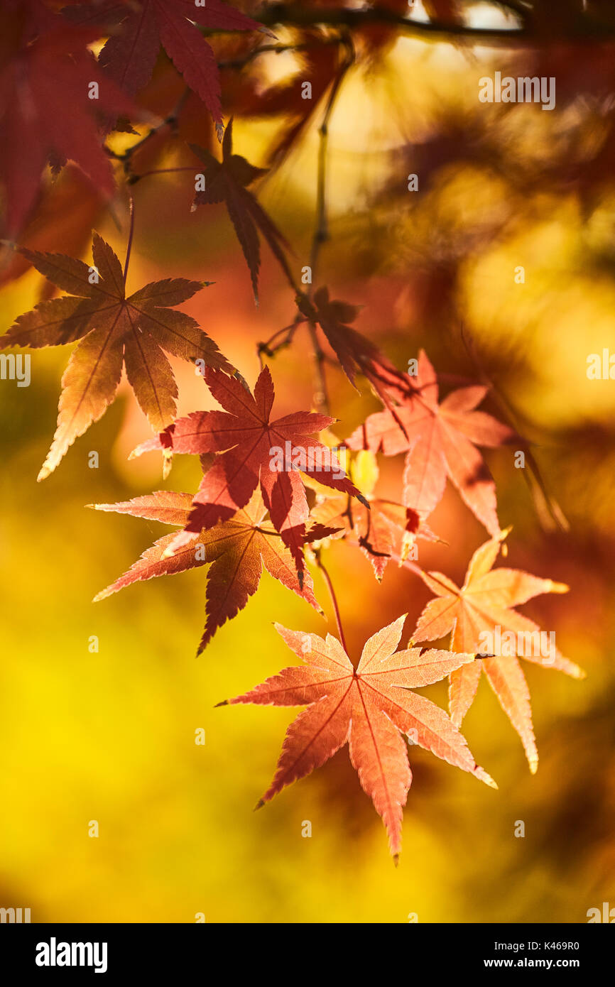 Acer palmatum im Herbst an der Königlichen Botanischen Garten. Madrid. Gemeinschaft von Madrid. Spanien Stockfoto