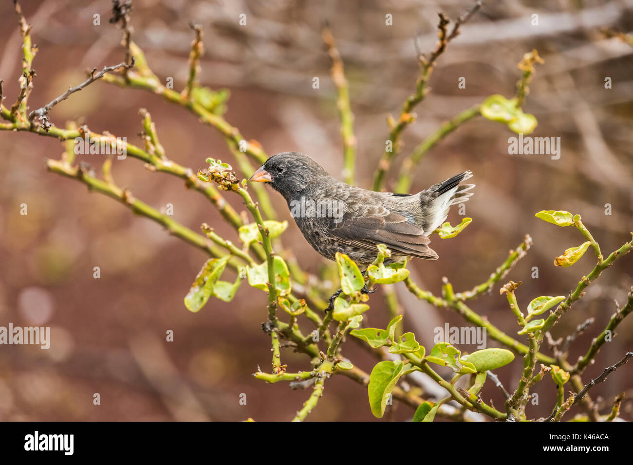 Kleine Boden Finch (Geospiza fuliginosa) hocken auf einem Zweig, Rabida Island, Galapagos, Ecuador, Südamerika Stockfoto