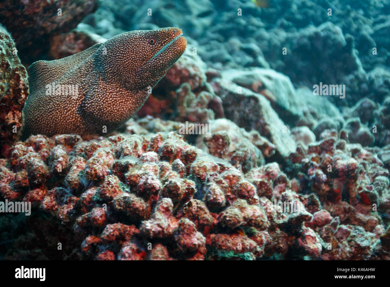 Nahaufnahme des beschmutzt, Moray, Aal, Gymnothorax moringa, Schwimmen aus Korallenriff Versteck Stockfoto