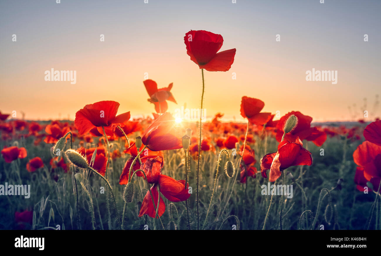 Roter Mohn Blumen Feld. Getafe, Gemeinschaft von Madrid. Spanien. Stockfoto