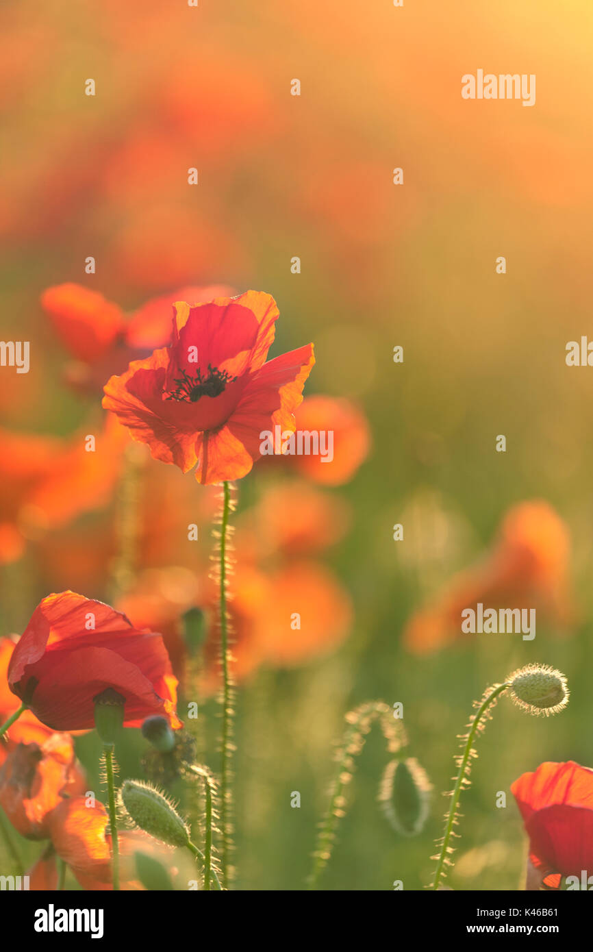 Roter Mohn Blumen Feld. Getafe, Gemeinschaft von Madrid. Spanien. Stockfoto