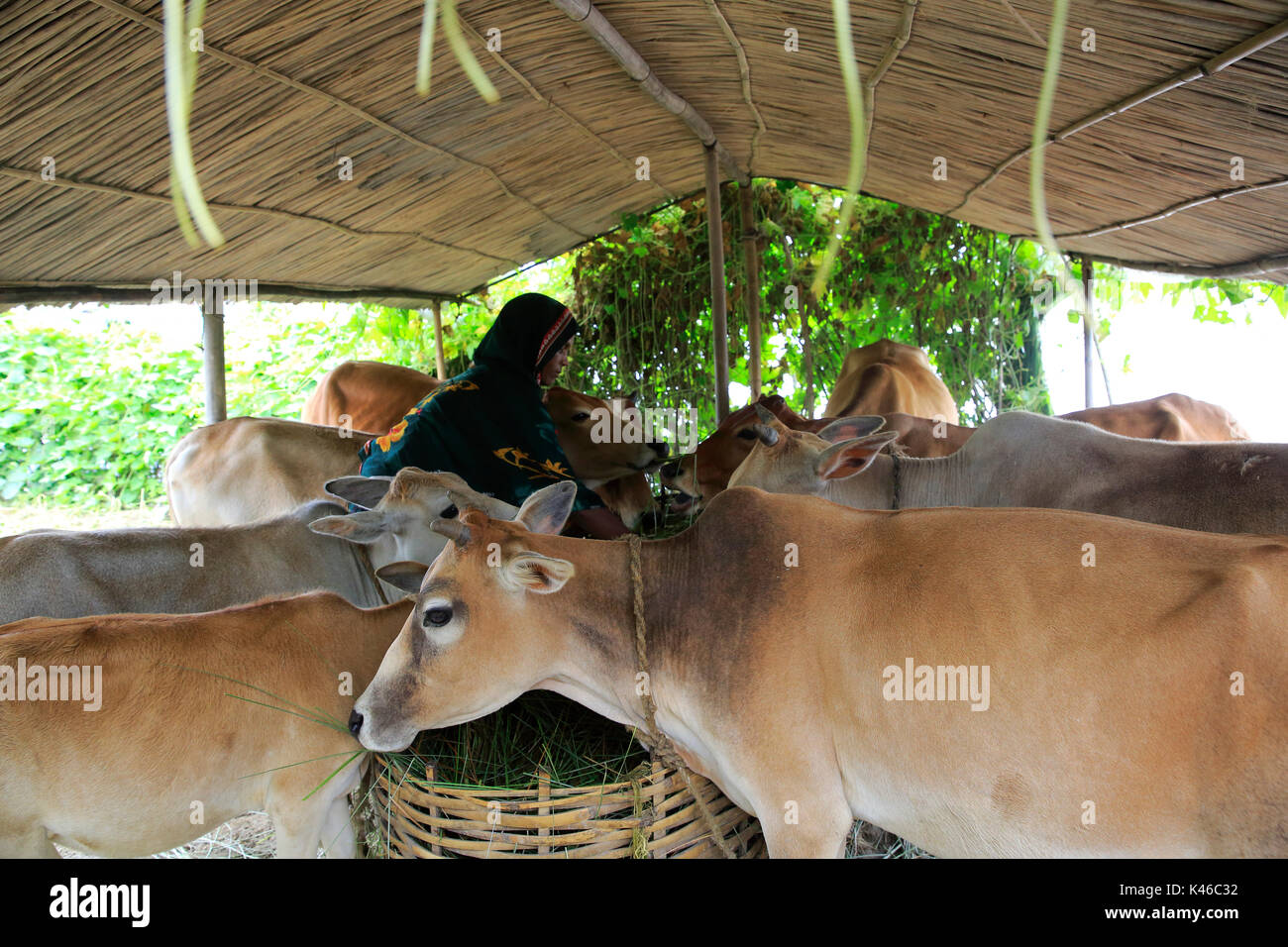 Eine Frau, die Pflege des Viehs zu Hause Ulipur in Kurigram, Bangladesch. Stockfoto