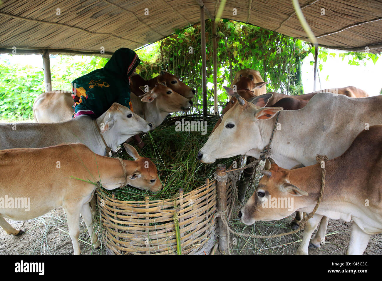 Eine Frau, die Pflege des Viehs zu Hause Ulipur in Kurigram, Bangladesch. Stockfoto