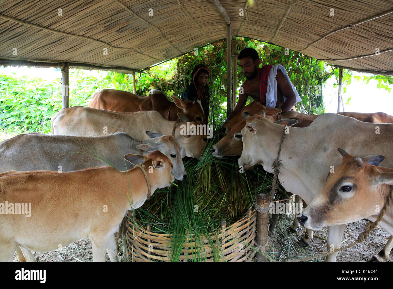 Eine ländliche Paar kümmert sich um Vieh zu Hause Ulipur in Kurigram, Bangladesch. Stockfoto