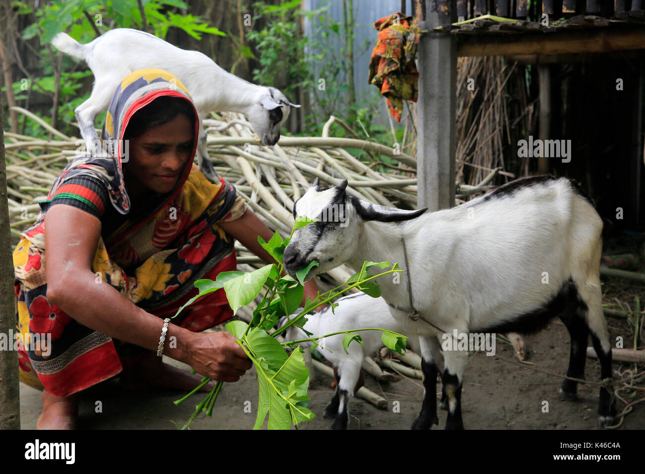 Eine Frau füttert ihr Ziege an ihrem Haus an Ulipur in Kurigram, Bangladesch. Stockfoto