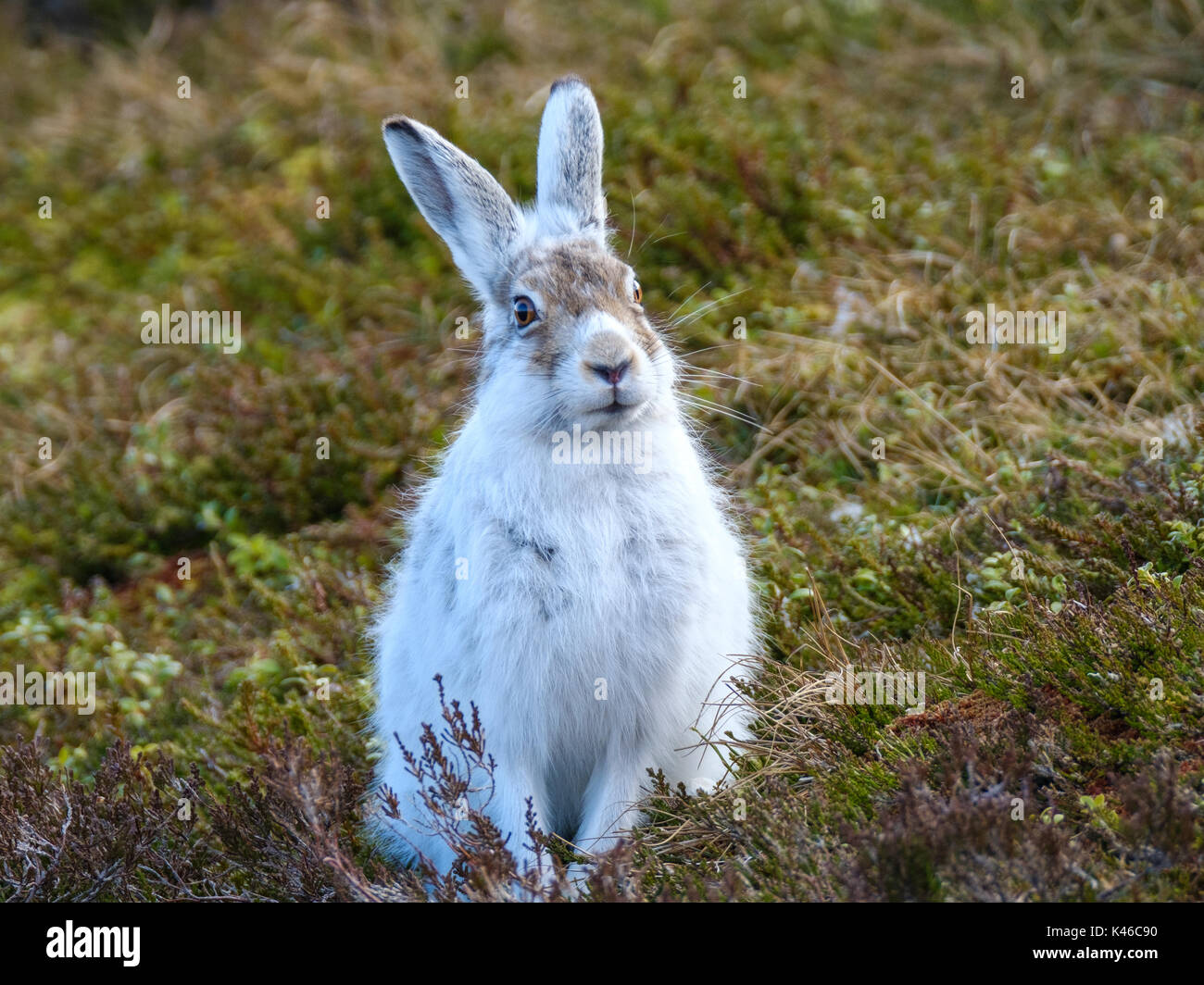 Scottish mountain Hase sitzend auf Moorland Stockfoto