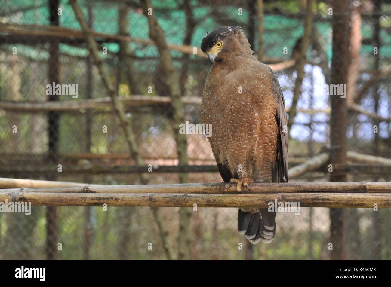 Crested Schlange Adler, Phnom Tamao Wildlife Rescue Center, Provinz Takeo, Kambodscha. Credit: Kraig Lieb Stockfoto