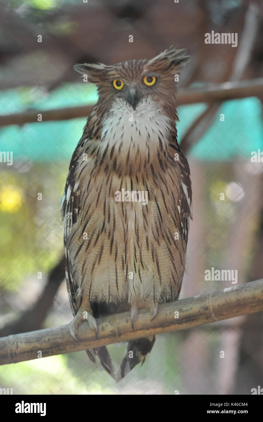 Brown Fish Owl, Phnom Tamao Wildlife Rescue Center, Provinz Takeo, Kambodscha. Credit: Kraig Lieb Stockfoto