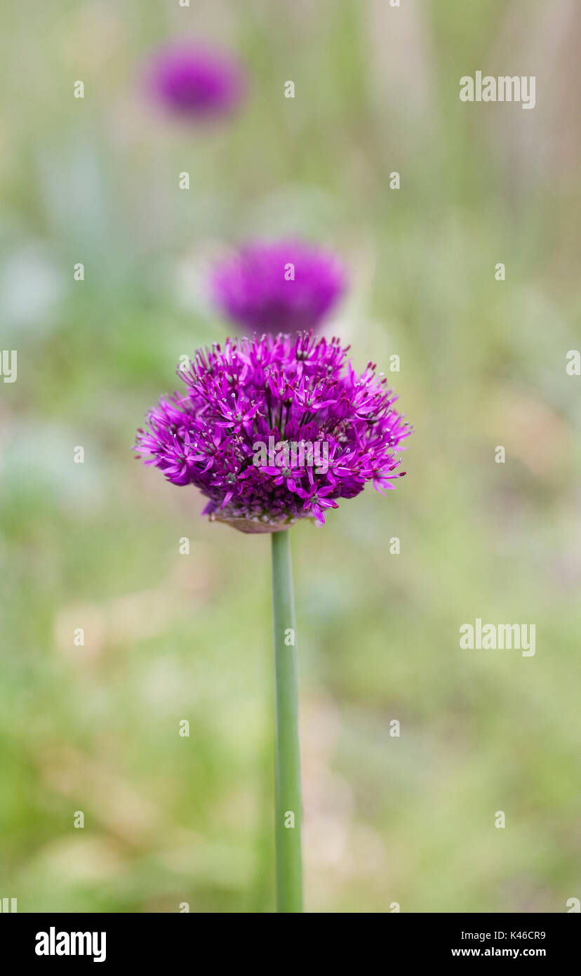 Allium hollandicum 'Purple Sensation'. Stockfoto
