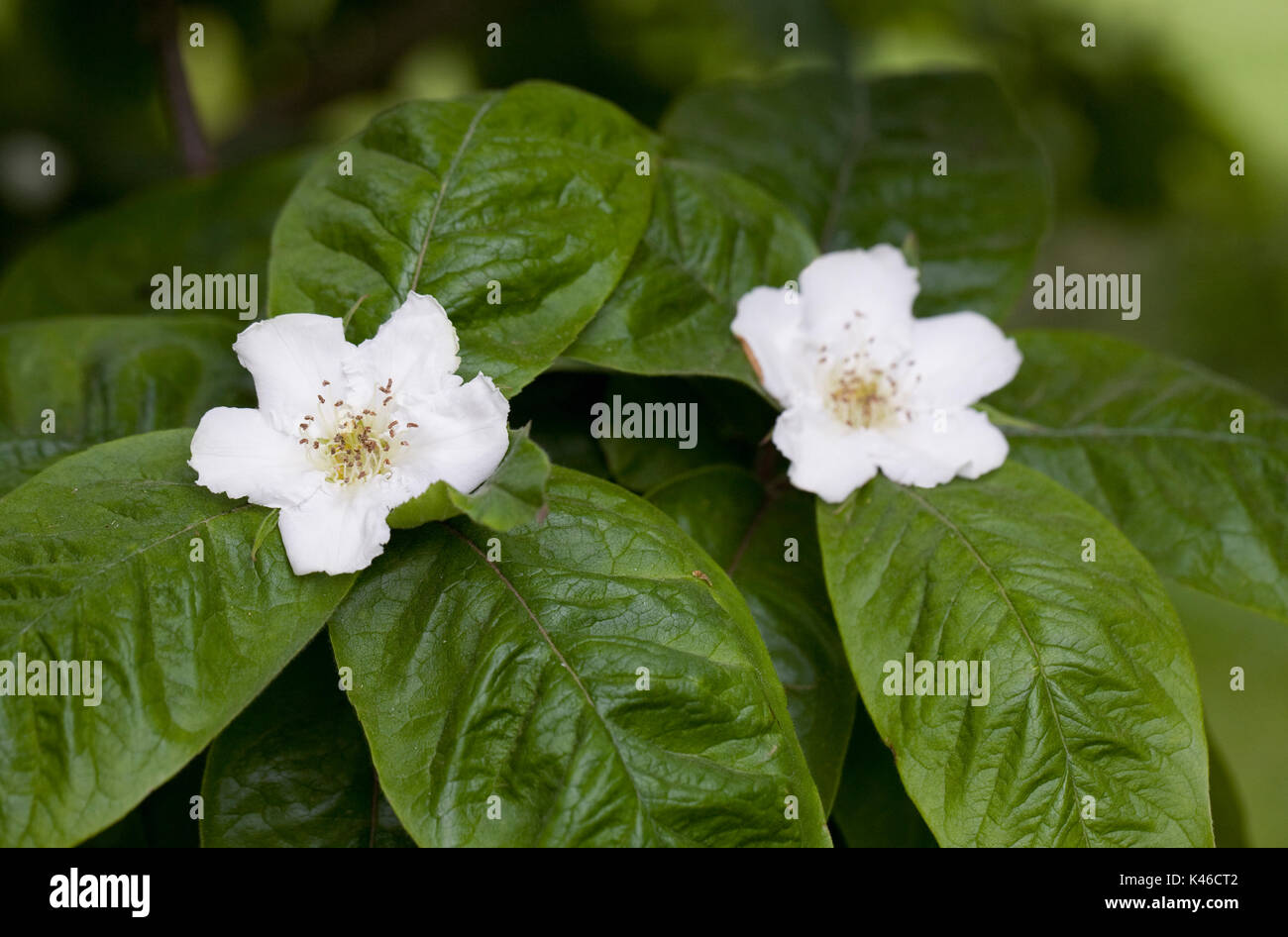 Mespilus germanica 'Großen Russischen 'Blumen im Frühling. Mispel "Großen Russischen'. Stockfoto