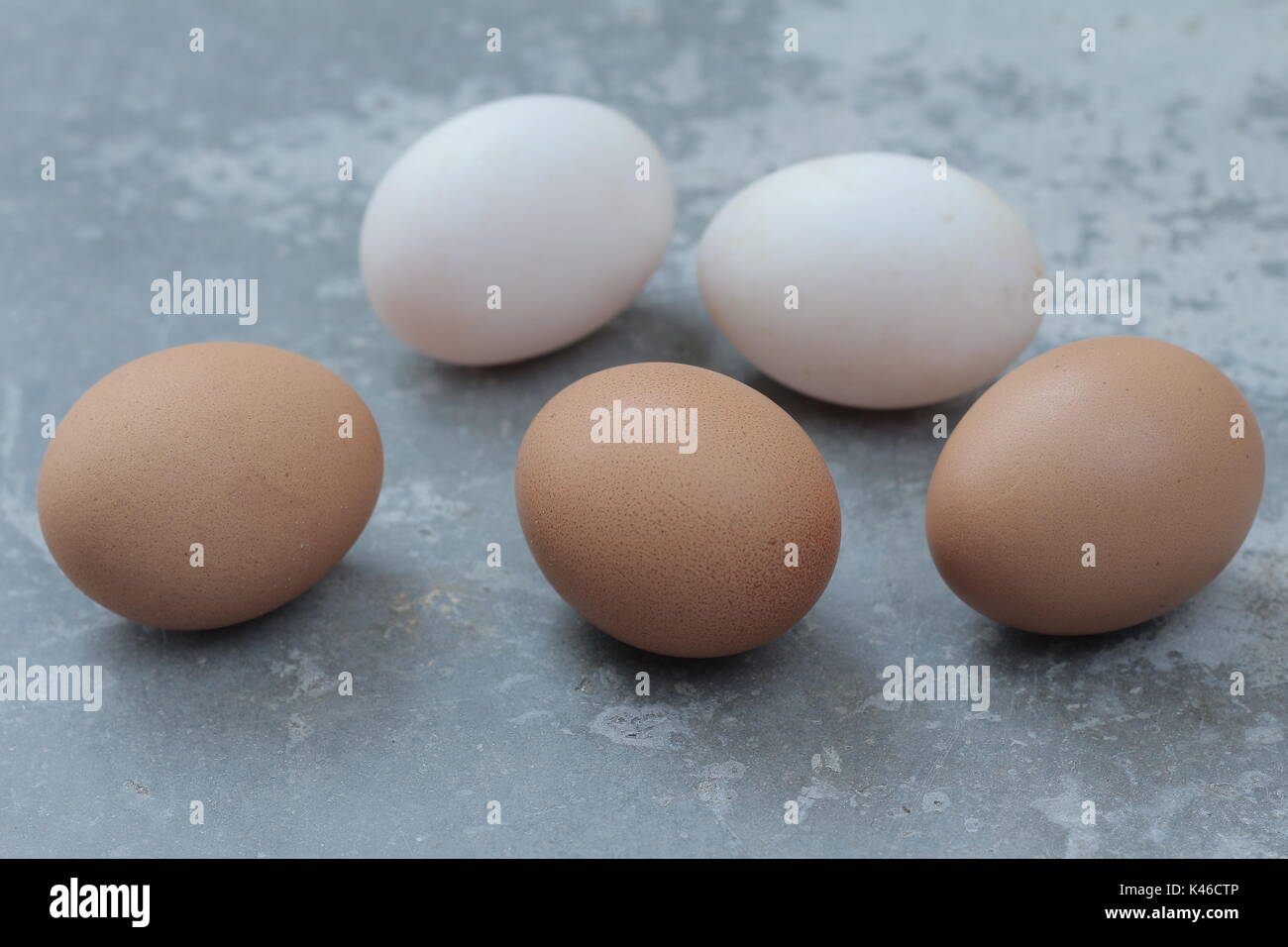 Ente Eier und frisches Huhn Eier Stockfoto