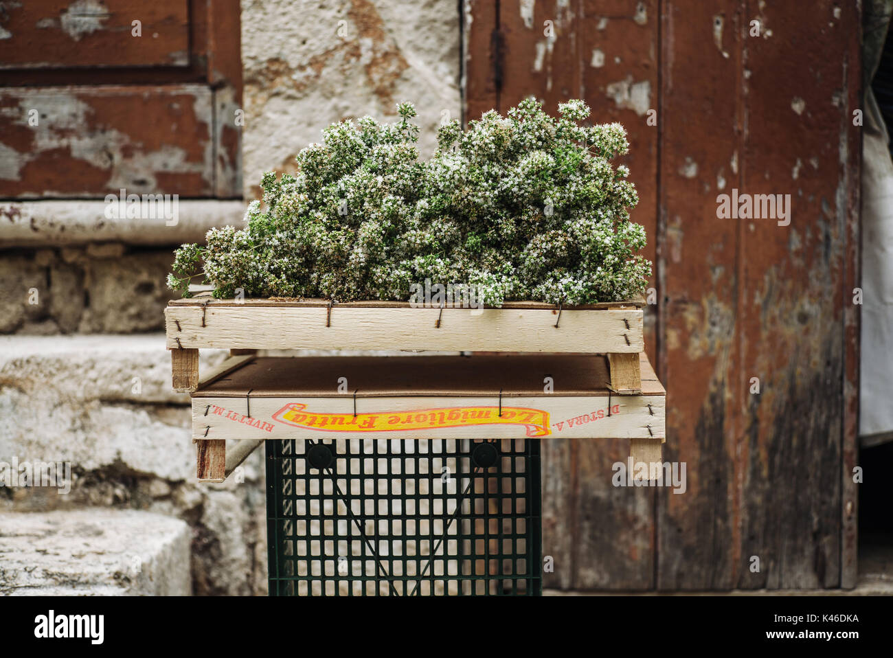 Echte Bauern verkaufen frisches rohes Oregano in Mola Di Bari, Apulien Stockfoto