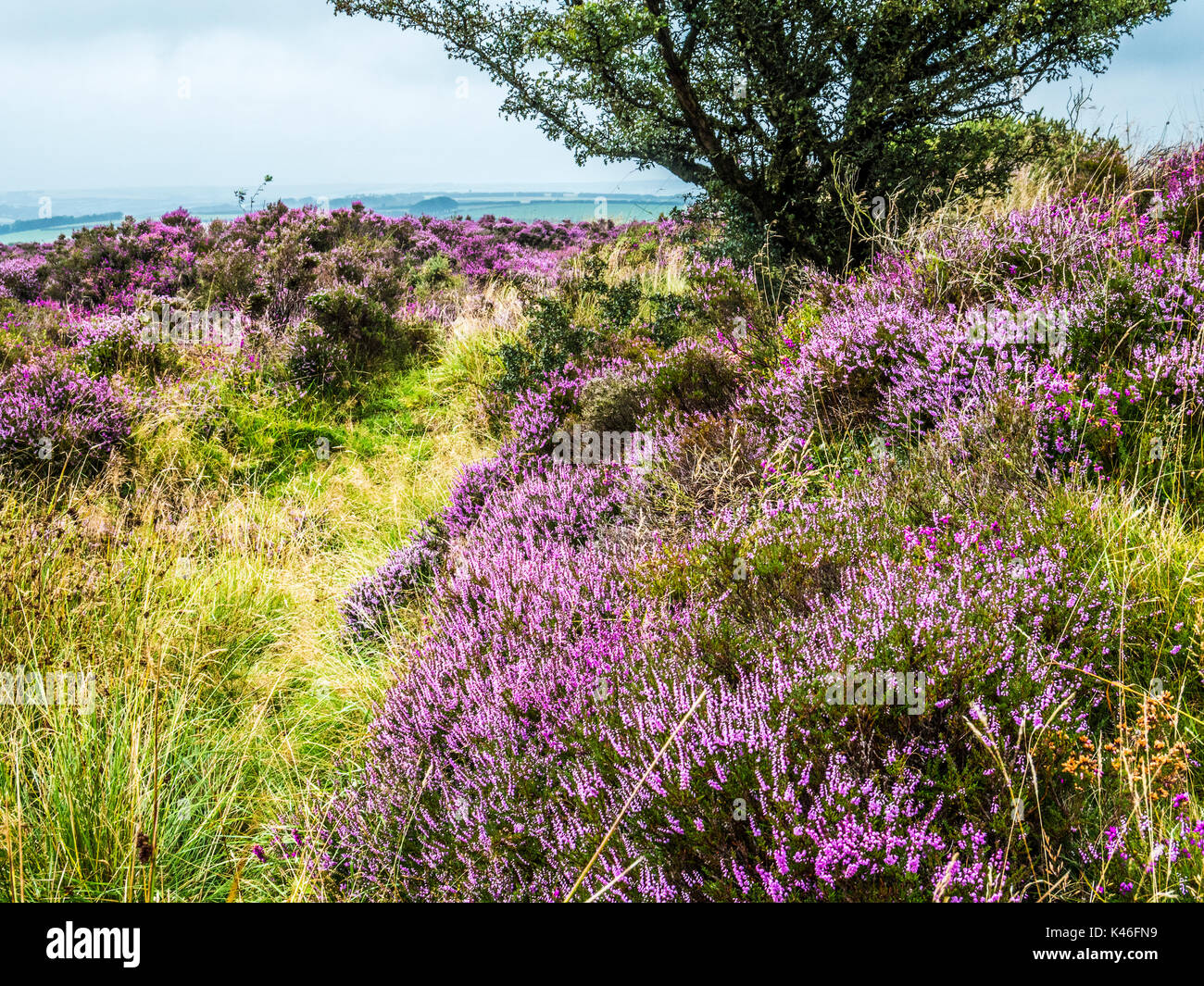 Rosa und Lila blühenden Heidekraut auf winsford Hill im Exmoor National Park. Stockfoto