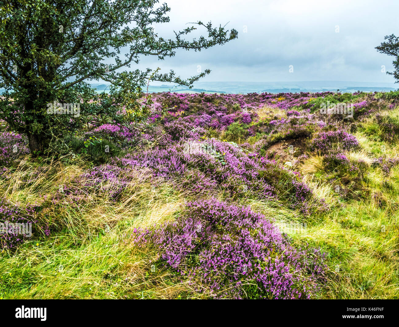 Rosa und Lila blühenden Heidekraut auf winsford Hill im Exmoor National Park. Stockfoto