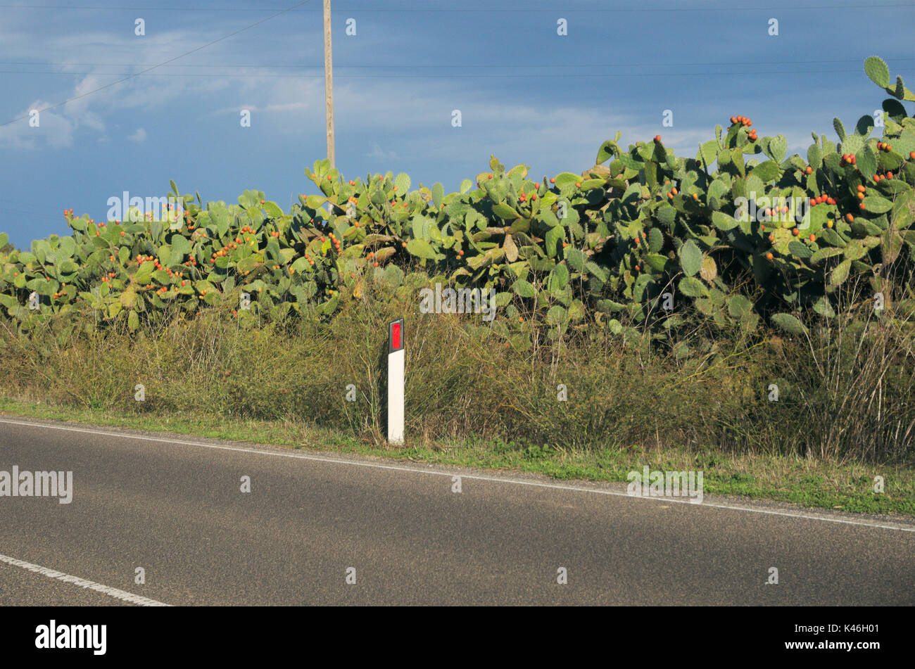 Indische Feige, Feigenkaktus (Opuntia ficus-indica, Opuntia ficus-barbarica) entlang der Straße und eine Straße Marker, Sardinien, Italien Stockfoto