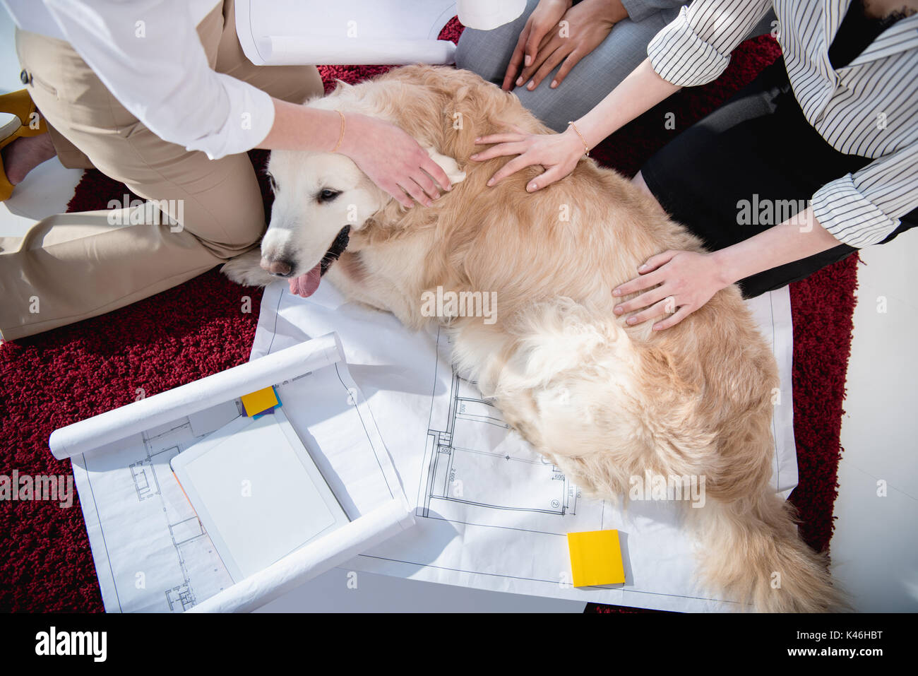 7/8 Schuß von Unternehmerinnen petting haarige Hund in der Nähe von Blueprints mit digitalen Tablet Stockfoto