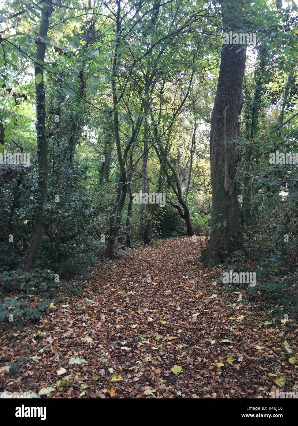 Ein Weg der bunten trockene Blätter, auf einem Spaziergang durch einen englischen Wälder im frühen Herbst. Stockfoto