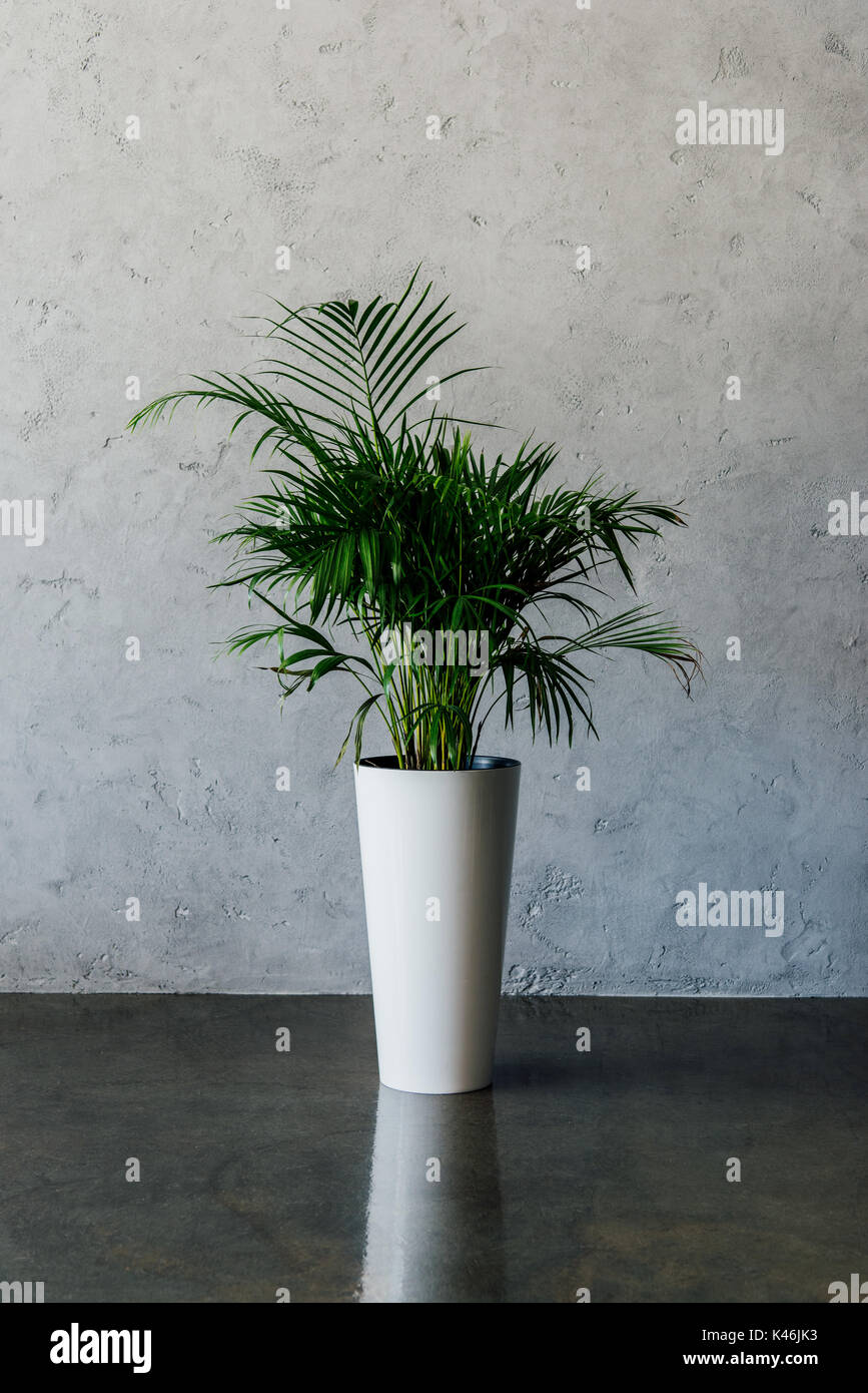 Grüne Topfpflanze in Vase auf den Boden zu leeren Raum Stockfoto