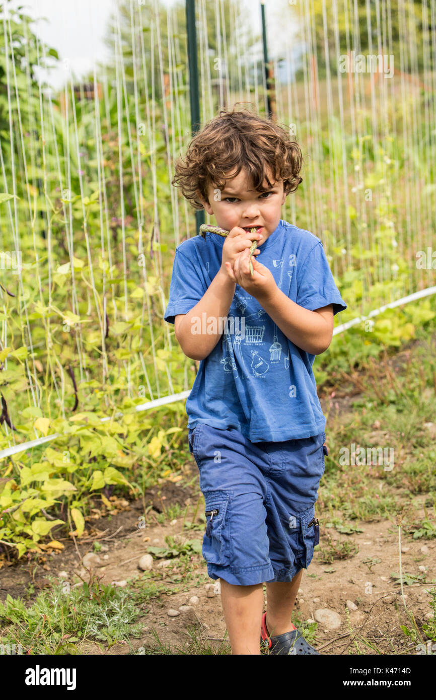 Vier Jahre alten Jungen essen eine frisch gepflückte Klapperschlange heirloom Bohnen in einem Garten in Maple Valley, Washington, USA. Diese pole Bean ist leicht zu wachsen und Stockfoto