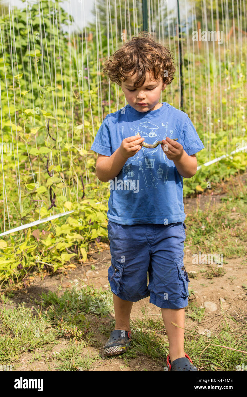Vier Jahre alten Jungen Entnahme und Prüfung der Klapperschlange heirloom Bohnen in einem Garten in Maple Valley, Washington, USA. Diese pole Bean ist einfach zu wachsen und p Stockfoto