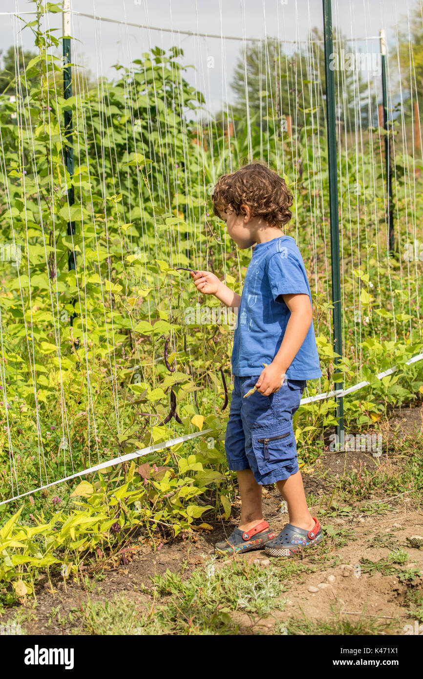 Vier Jahre alten Jungen pflücken und essen Klapperschlange heirloom Bohnen in einem Garten in Maple Valley, Washington, USA. Diese pole Bean ist leicht zu wachsen und Prod Stockfoto