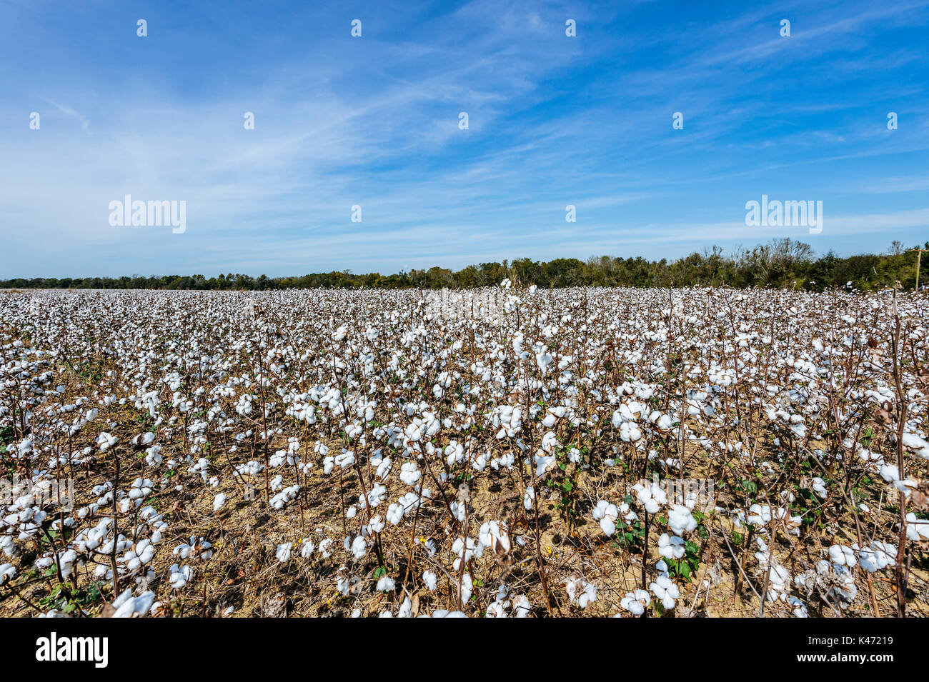 Cotton Field in kürzeren, Alabama, USA, bereit für den Herbst Ernte. Stockfoto