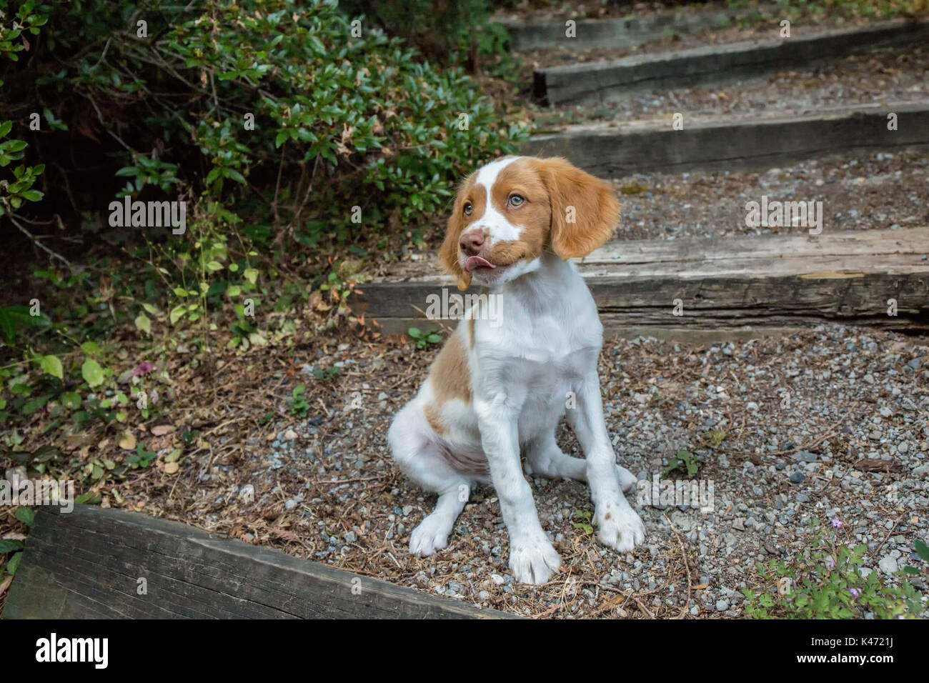 Zwei Monate alten Brittany Spaniel 'Archie' sitzen auf einem felsigen Weg in seinem Hof in Issaquah, Washington, USA Stockfoto