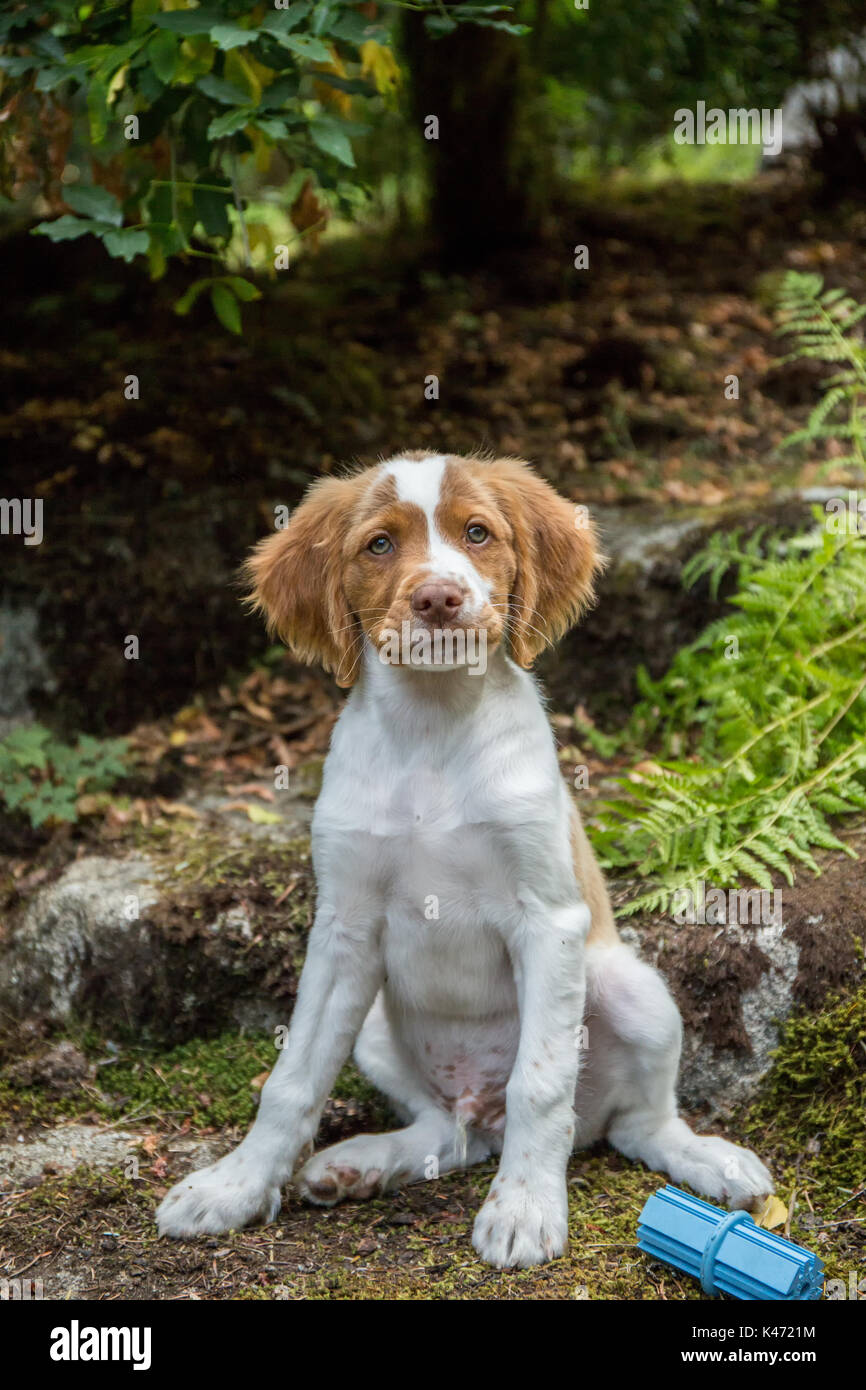 Zwei Monate alten Brittany Spaniel 'Archie' sitzen auf einem felsigen Weg in seinem Hof in Issaquah, Washington, USA Stockfoto