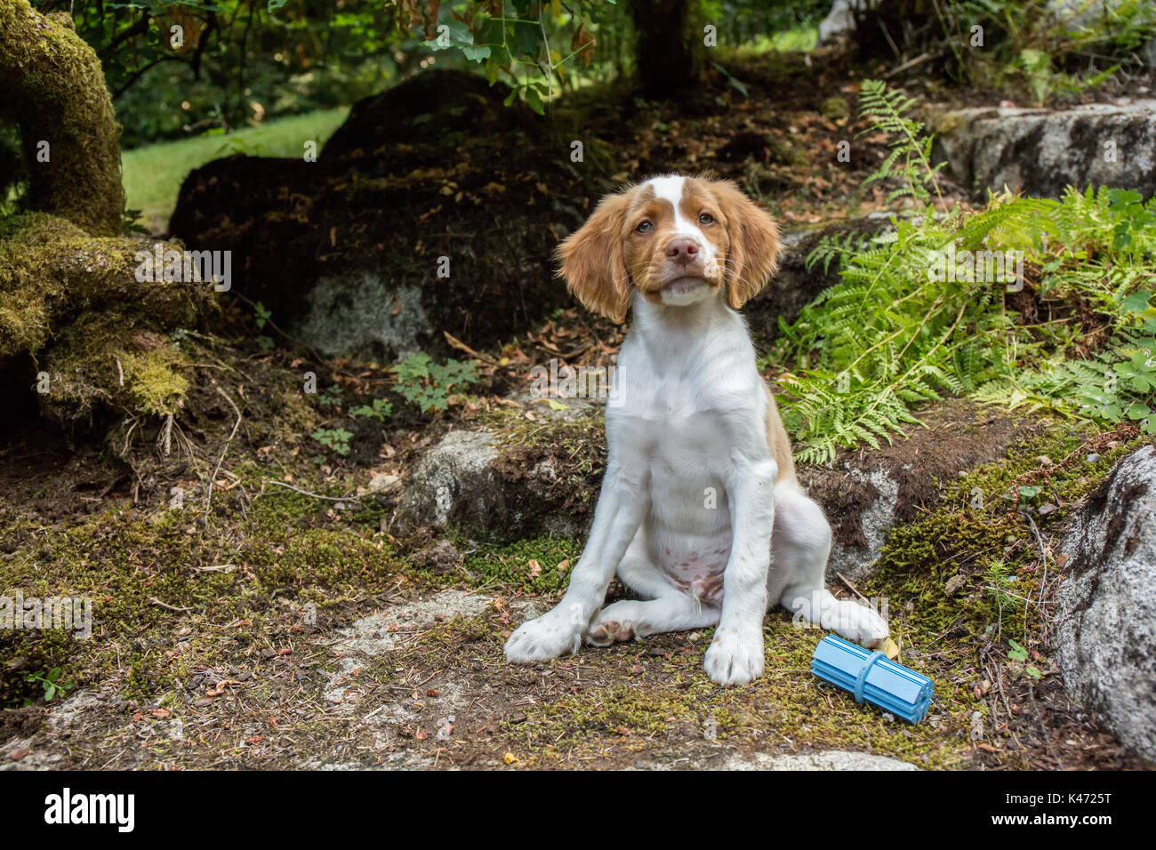 Zwei Monate alten Brittany Spaniel 'Archie' sitzen auf einem felsigen Weg in seinem Hof in Issaquah, Washington, USA Stockfoto