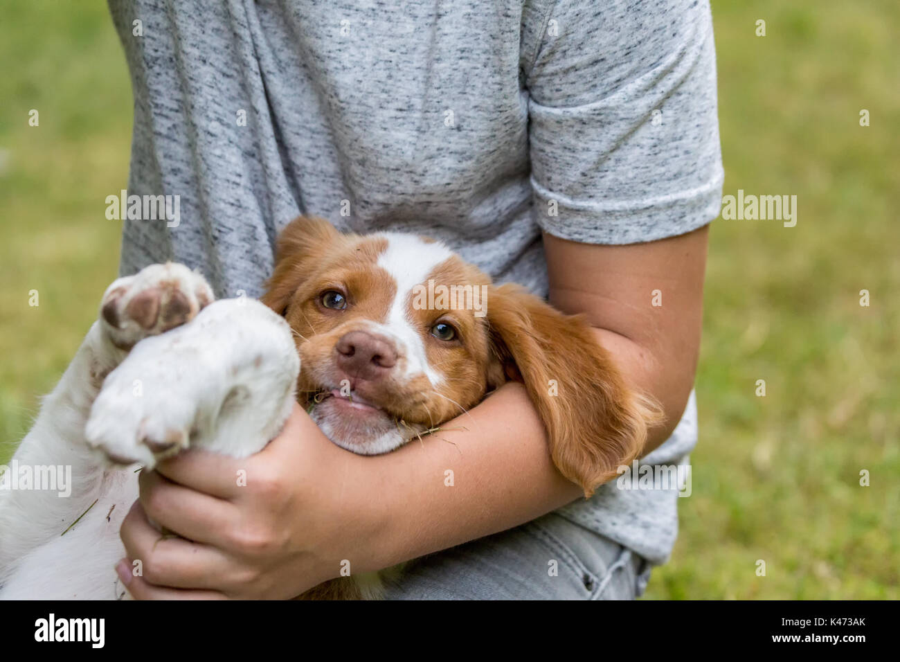 Elf Jahre alten Jungen, der zwei Monate alten Brittany Spaniel, Gras essen wurde, in Issaquah, Washington, USA Stockfoto