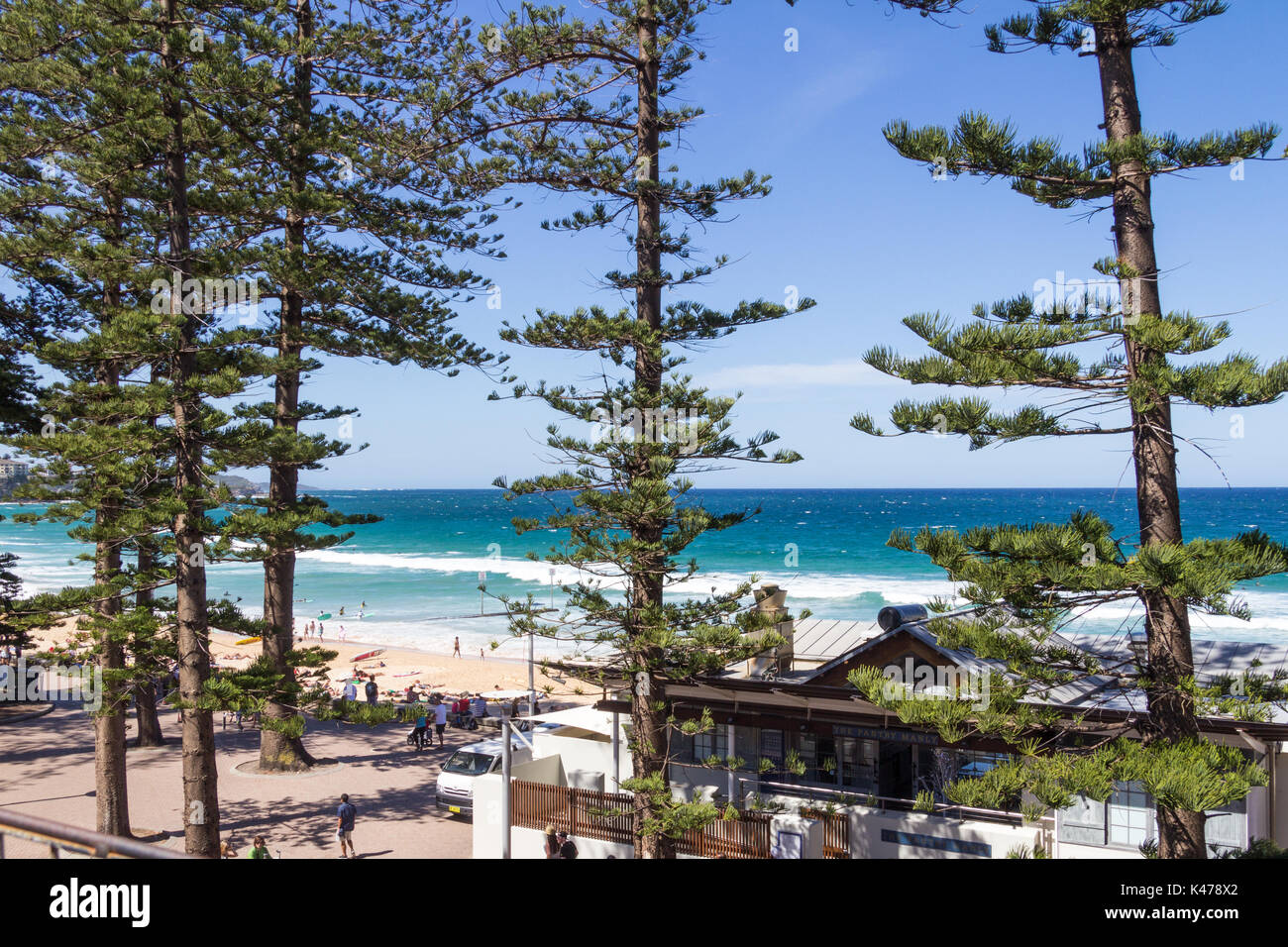 Norfolk Island Palmen (Araucaria araucana) Manly Beach, Sydney, New South Wales, NSW, Australien Stockfoto