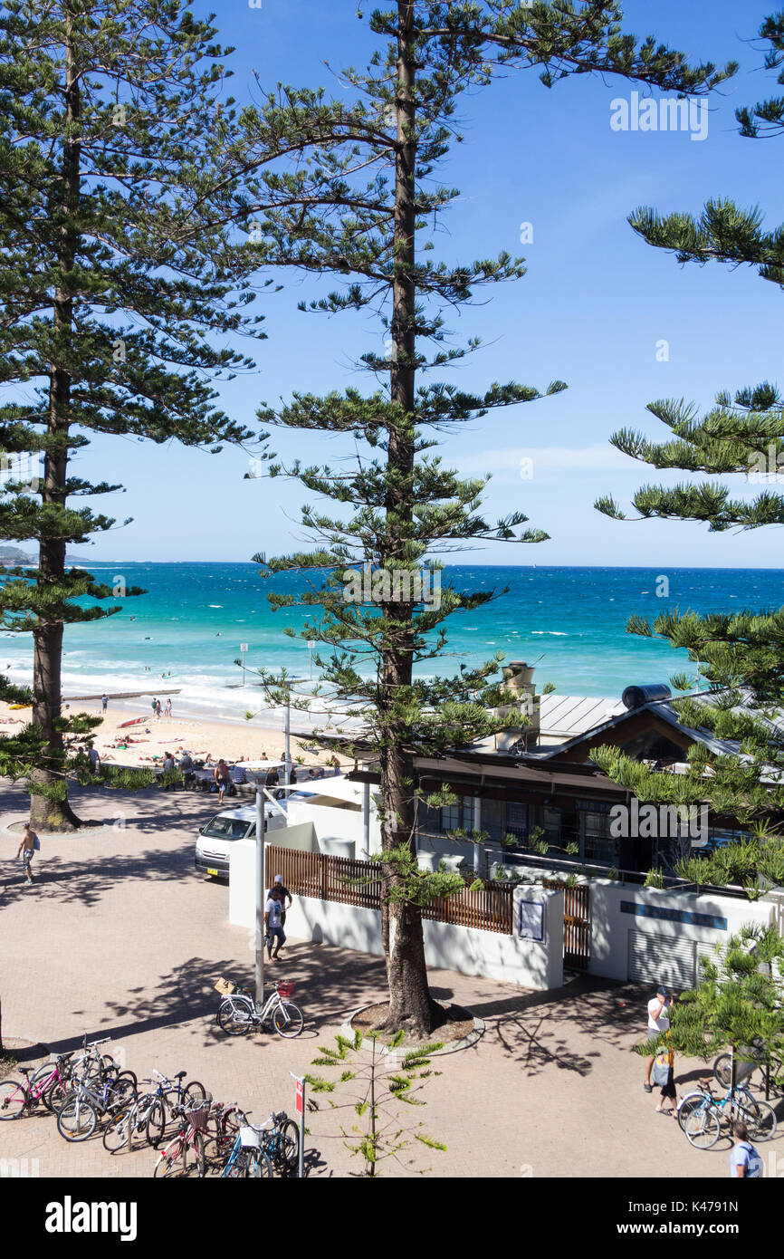 Norfolk Island Palmen (Araucaria araucana) Manly Beach, Sydney, New South Wales, NSW, Australien Stockfoto