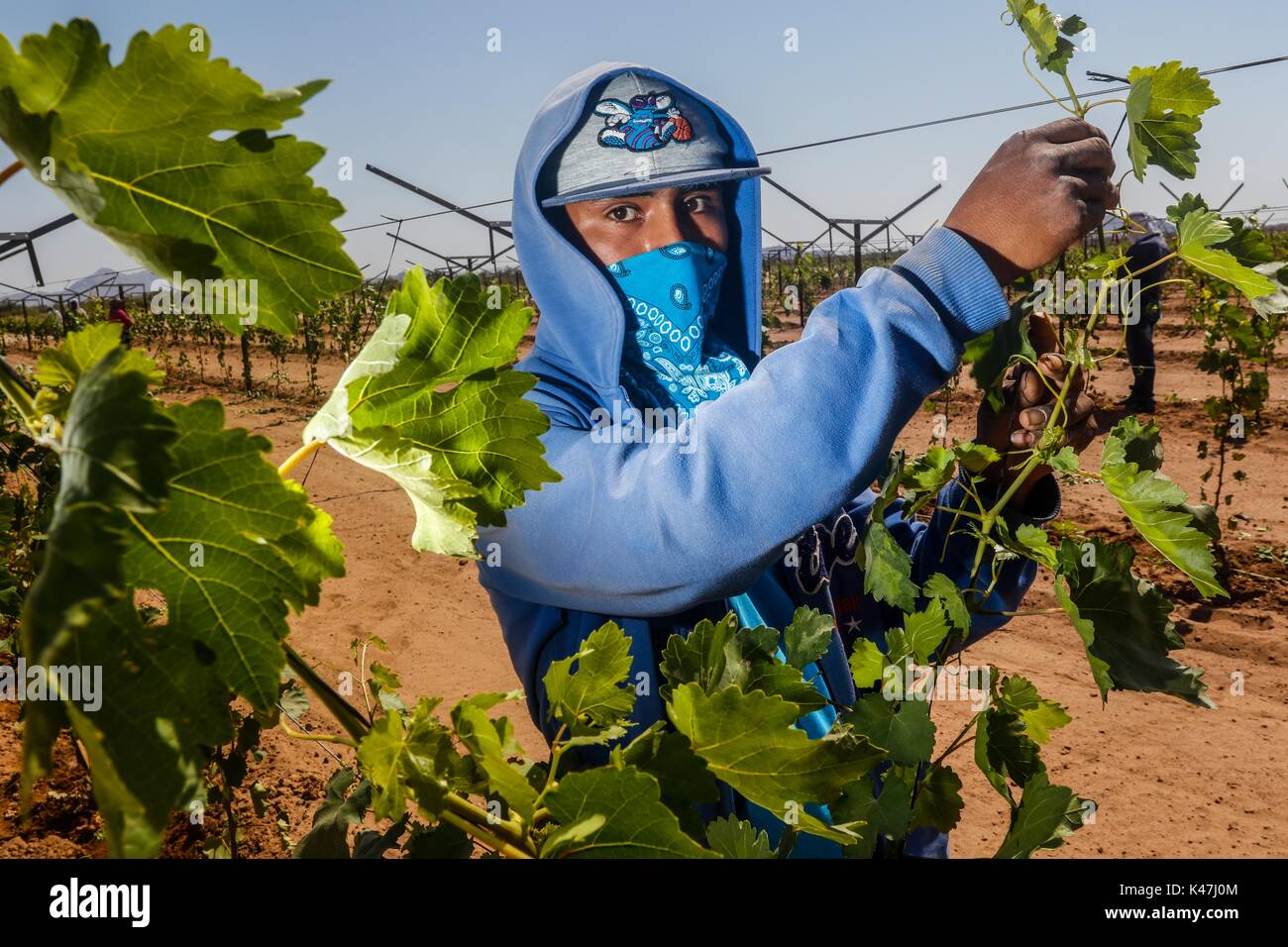 Bahia de Kino, Flora y Fauna del Desierto de Punta Chueca, San Nicolas Sonora Mexiko Stockfoto
