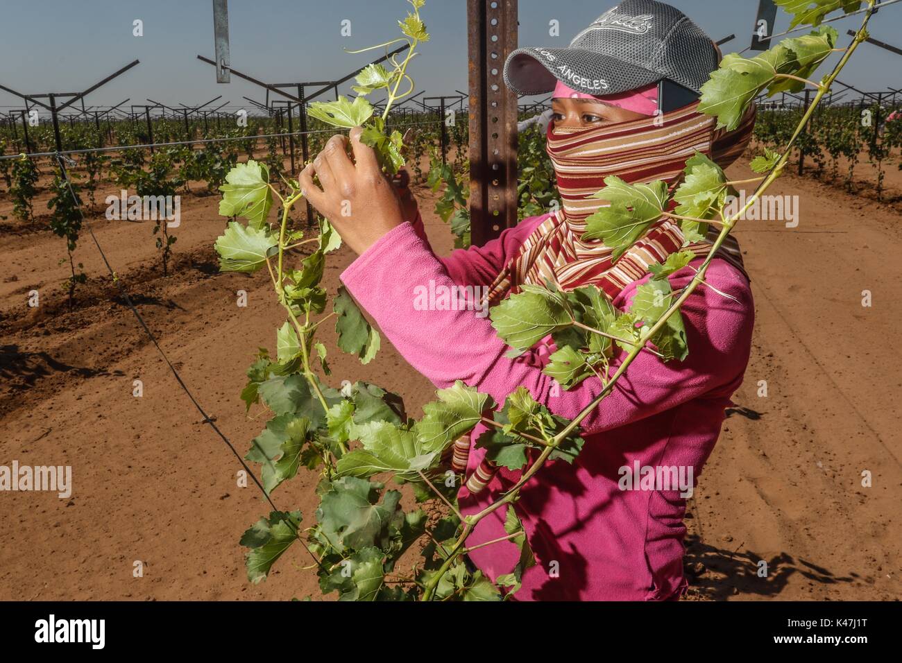 Bahia de Kino, Flora y Fauna del Desierto de Punta Chueca, San Nicolas Sonora Mexiko Stockfoto