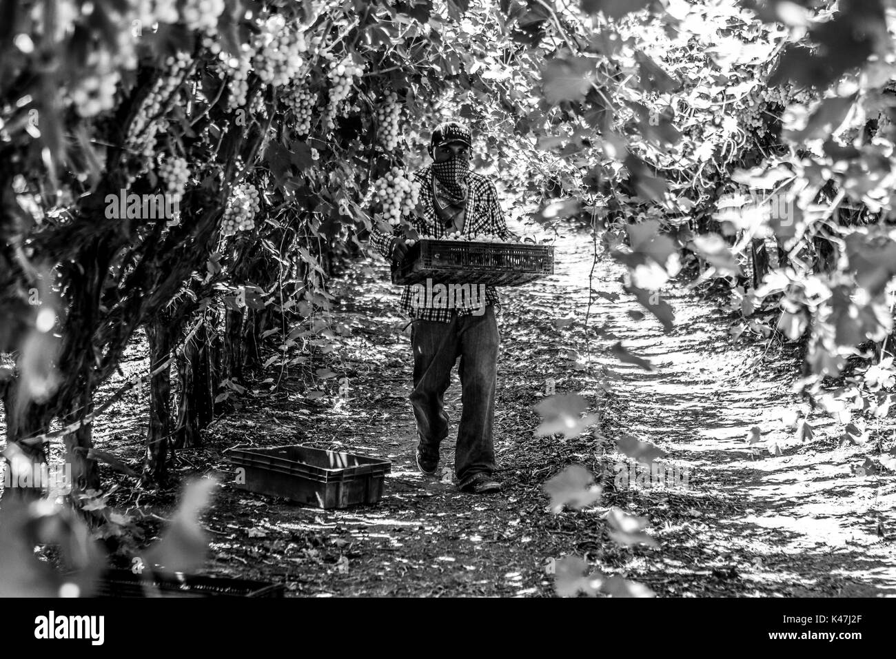 Bahia de Kino, Flora y Fauna del Desierto de Punta Chueca, San Nicolas Sonora Mexiko Stockfoto