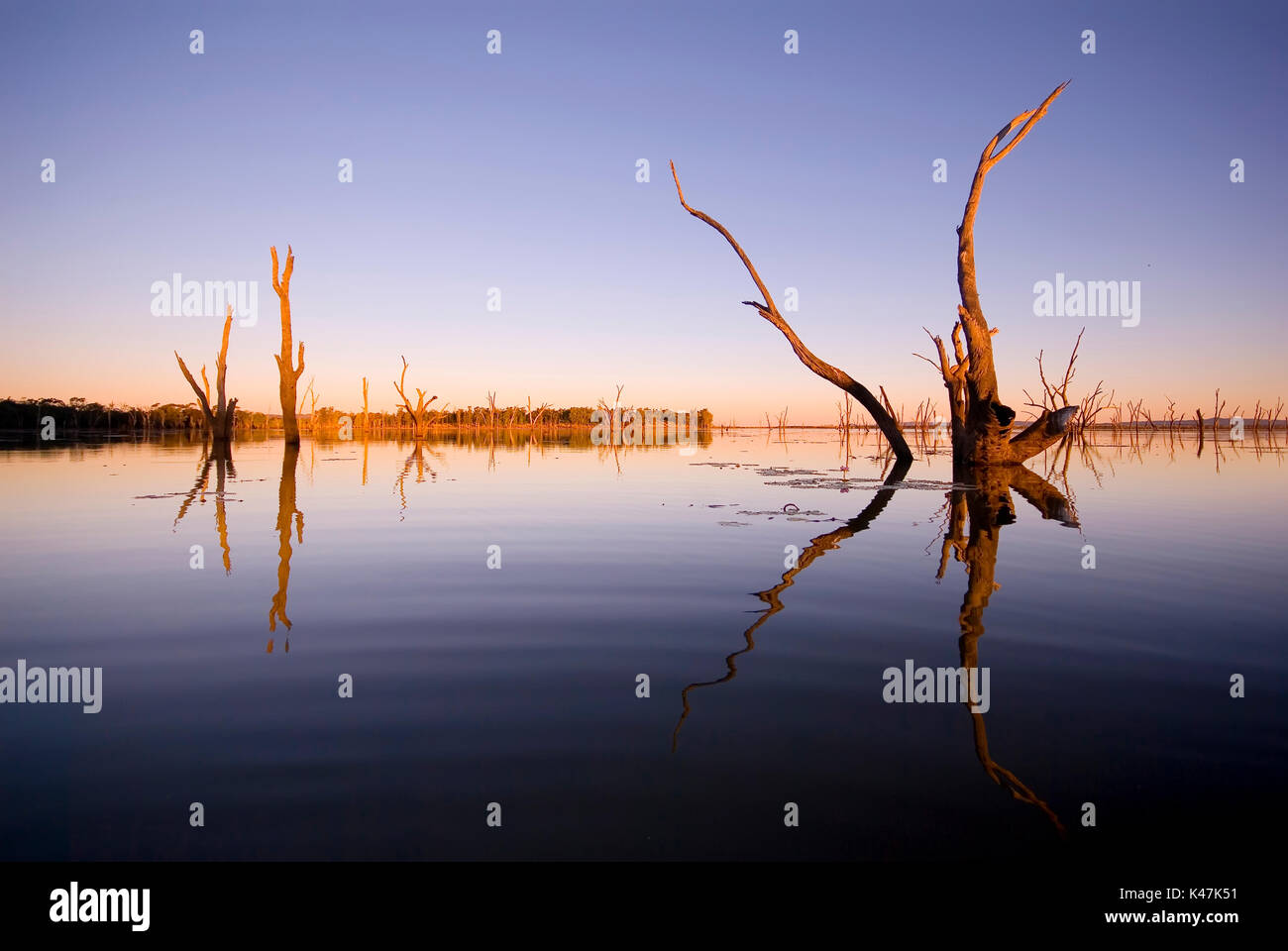 Abend Reflexion von toten Bäumen am Wasser See Nuga Nuga, Central Queensland Stockfoto