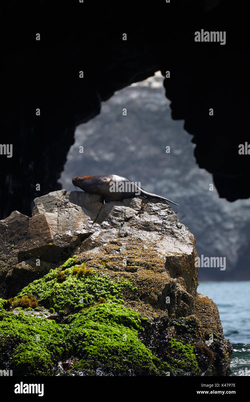 Sea Lion und Meer Höhle, Ballestas Inseln, Pisco Provinz, ICA-Region, Peru, Südamerika Stockfoto