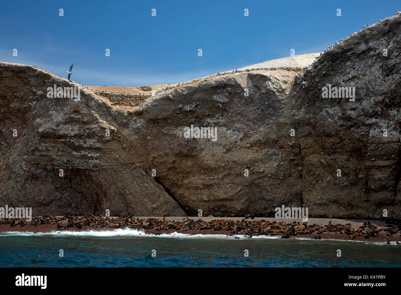 Seelöwen, Ballestas Inseln, Pisco Provinz, ICA-Region, Peru, Südamerika Stockfoto