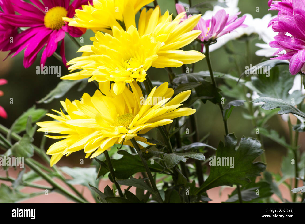 Chrysanthemen Pflanze in Blüte in einem Garten Stockfoto