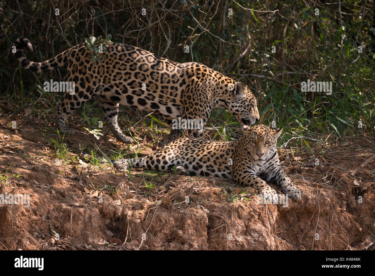 Jaguar Geschwister von Nord Pantanal, Brasilien Stockfoto