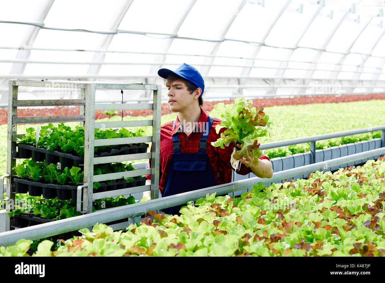 Gartenarbeit für Markt Stockfoto