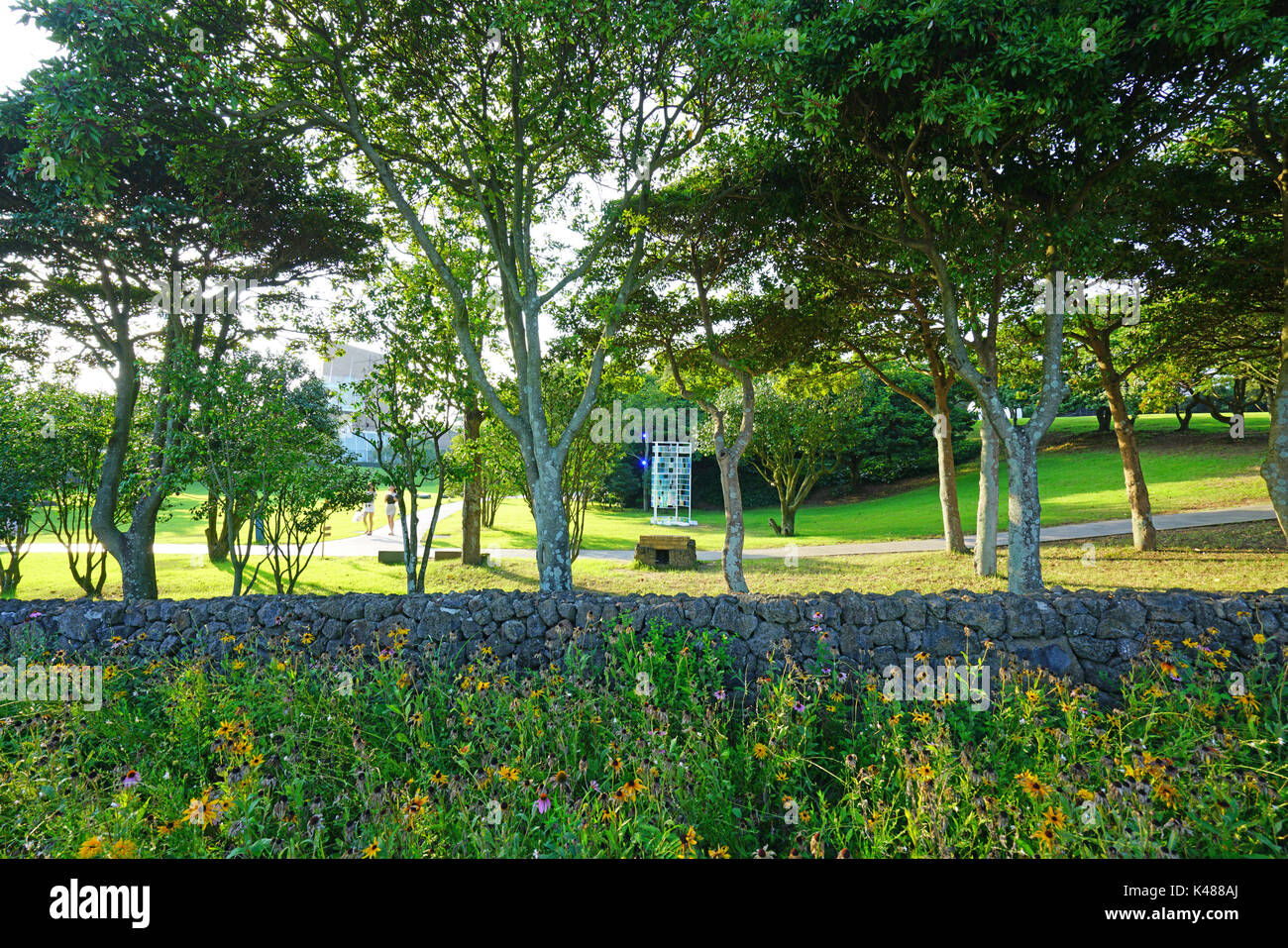Die Osulloc Kaffee und Tee Plantage befindet sich neben der InnisFree House store und Cafe in Seogwipo auf der Insel Jeju in Südkorea Stockfoto