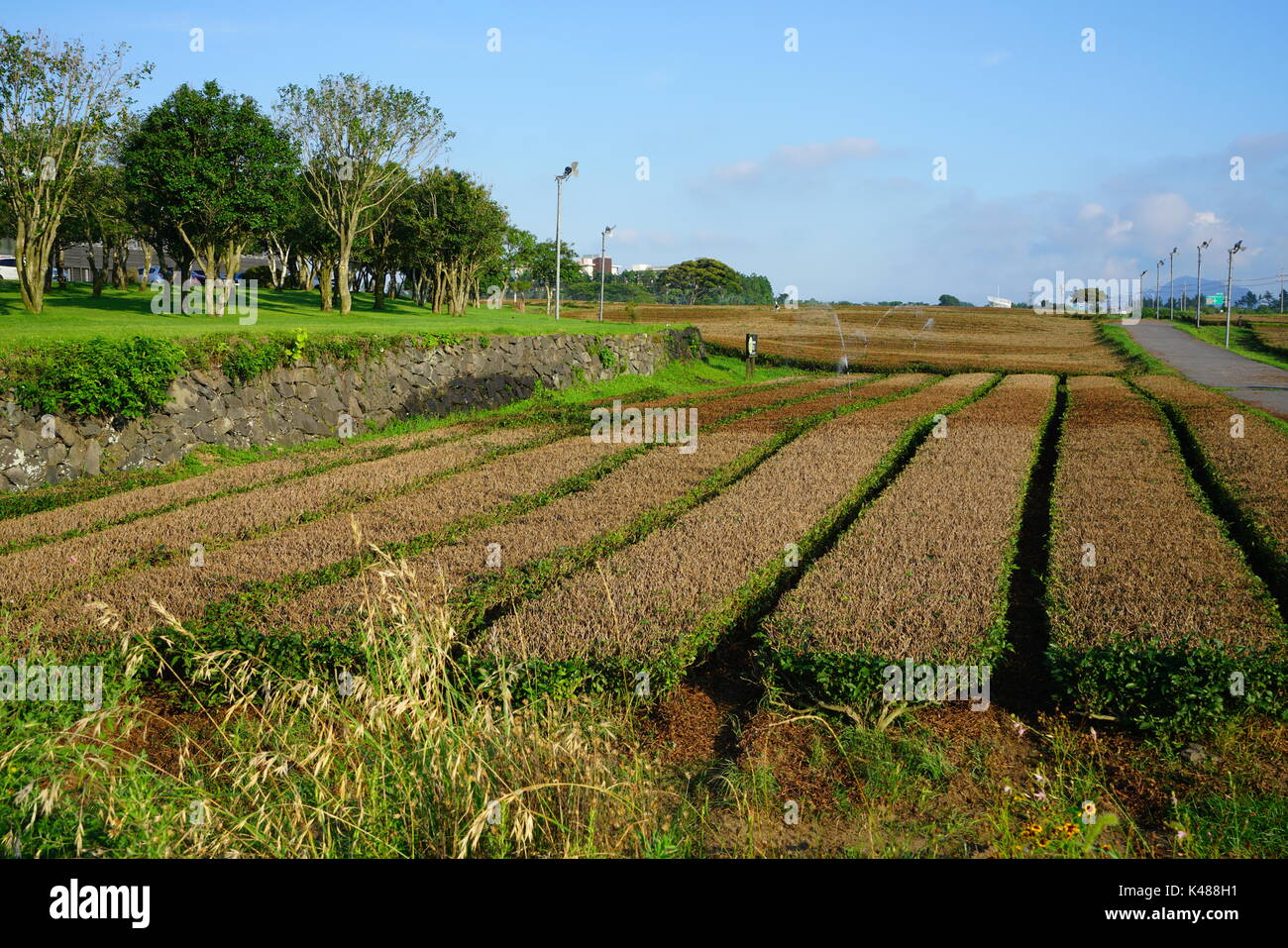 Die Osulloc Kaffee und Tee Plantage befindet sich neben der InnisFree House store und Cafe in Seogwipo auf der Insel Jeju in Südkorea Stockfoto