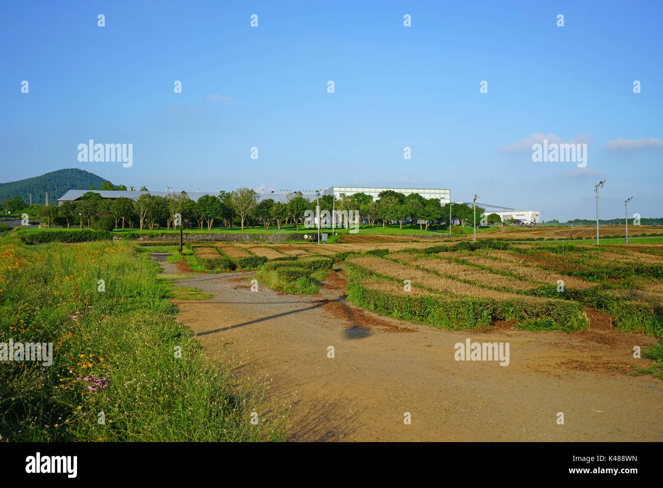 Die Osulloc Kaffee und Tee Plantage befindet sich neben der InnisFree House store und Cafe in Seogwipo auf der Insel Jeju in Südkorea Stockfoto
