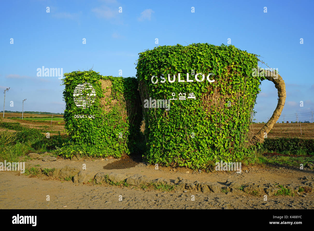 Die Osulloc Kaffee und Tee Plantage befindet sich neben der InnisFree House store und Cafe in Seogwipo auf der Insel Jeju in Südkorea Stockfoto