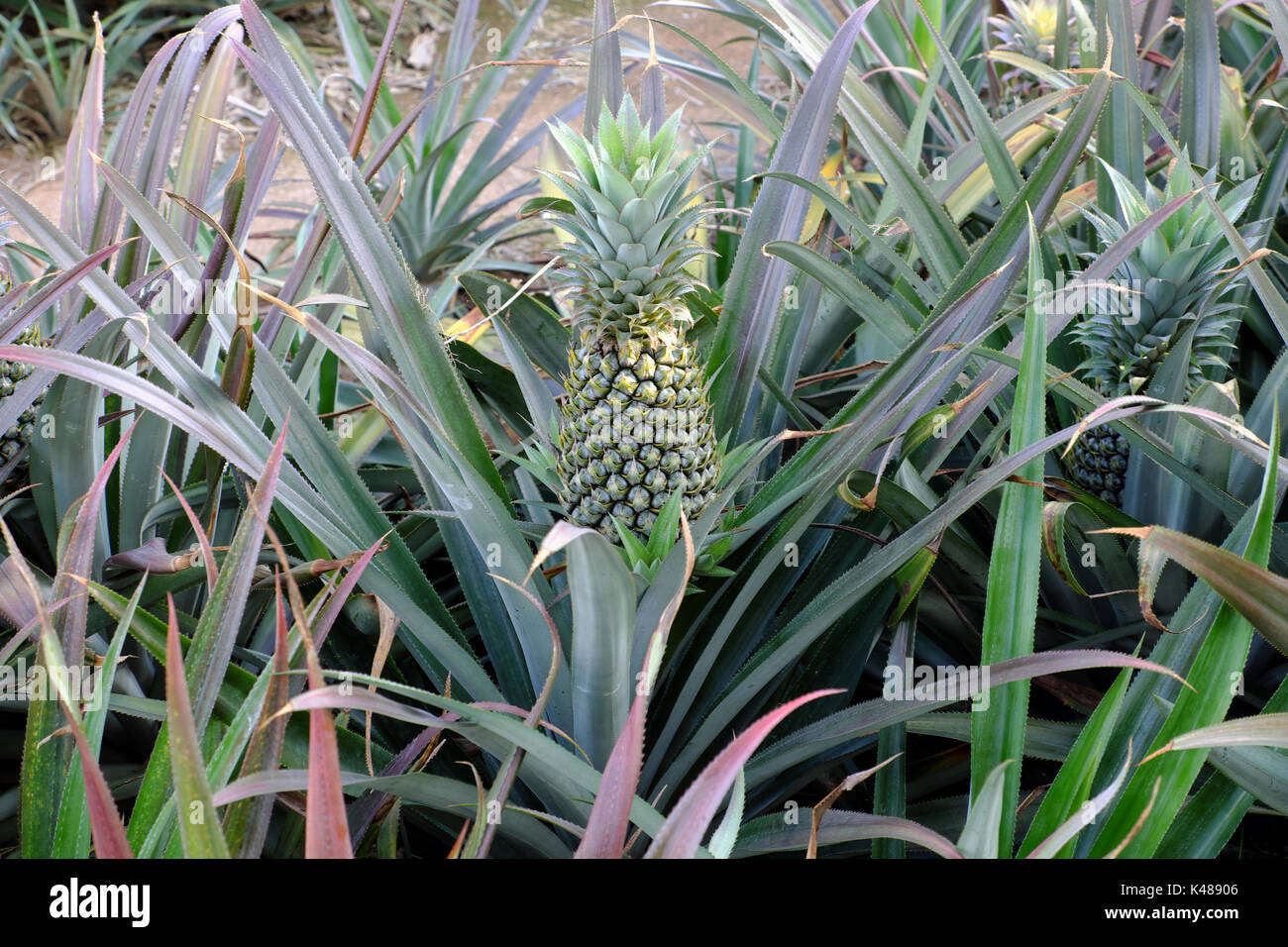 Ananas Feld am Mekong Delta, Vietnam, grosse Farm mit Wasser graben an lange eine am Tag, Viet Nam Stockfoto