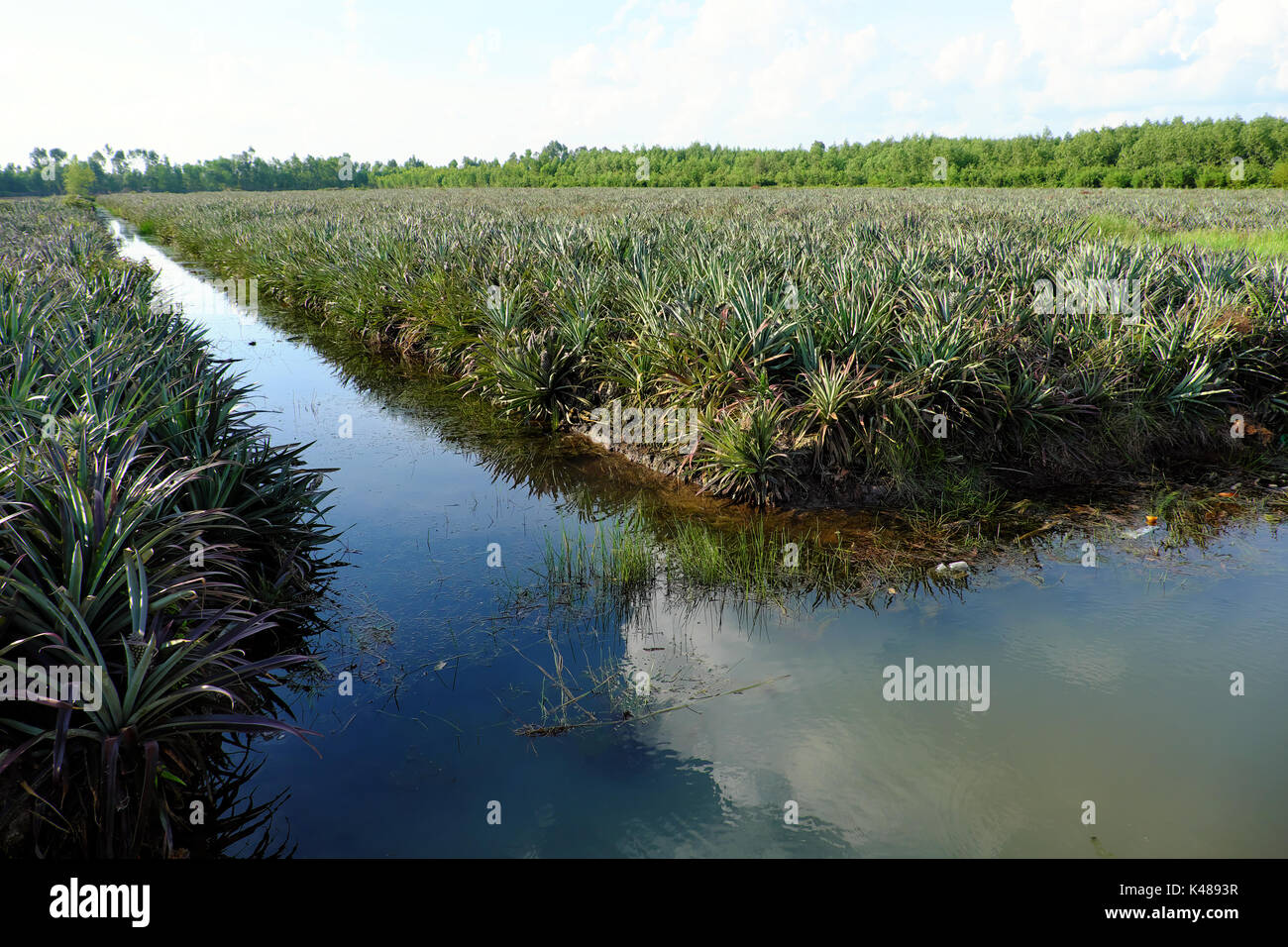 Ananas Feld am Mekong Delta, Vietnam, grosse Farm mit Wasser graben an lange eine am Tag, Viet Nam Stockfoto