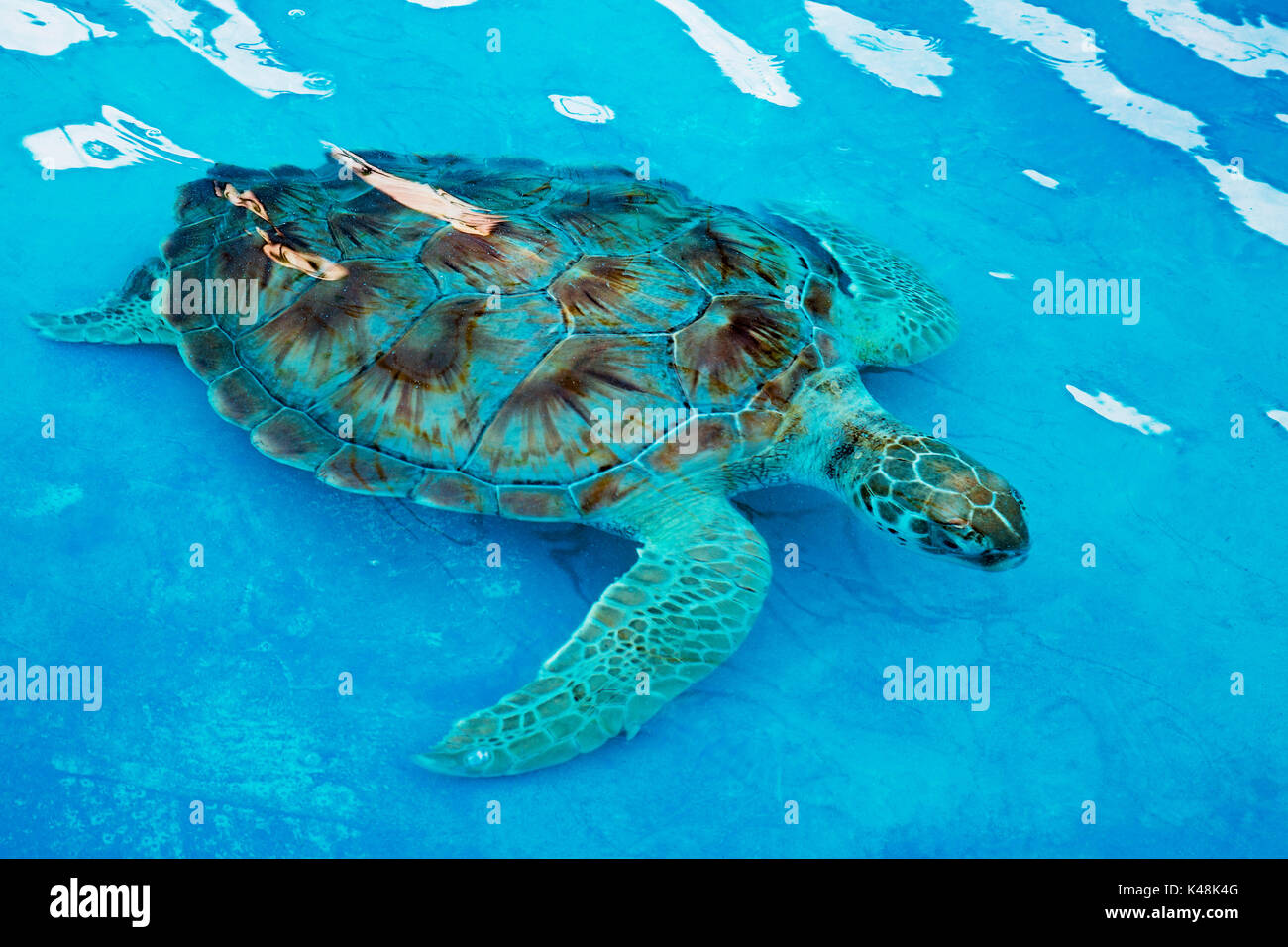 Eretmochelys imbricata Hawksbill Sea Turtle in einem Rehabilitationszentrum in Cancun Mexiko. Die echte Karettschildkröte ist ein vom Aussterben bedrohten Meeresschildkröten, die live Stockfoto